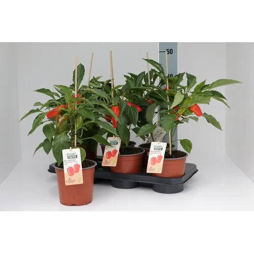 Junai.nl Bio Paprikaplant Yumara Nova Red | 50 cm hoog | 15 cm pot