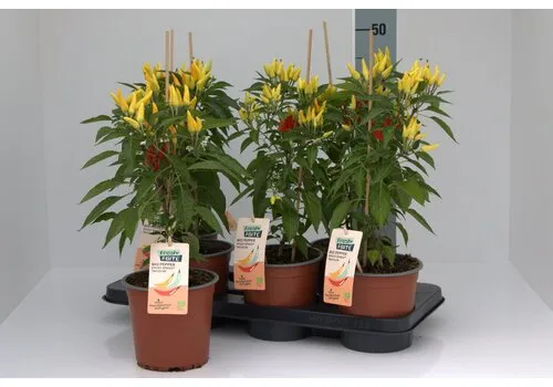 Junai.nl BIO Peper Spicey Spikes Tricolor Peperplant | 15 cm pot | 50 cm hoog