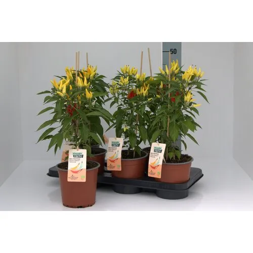 Junai.nl BIO Peper Spicey Spikes Tricolor Peperplant | 15 cm pot | 50 cm hoog