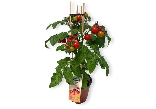Junai.nl Fresh Bite kerstomaatplant Gloria Red | 50 cm hoog | 15 cm pot