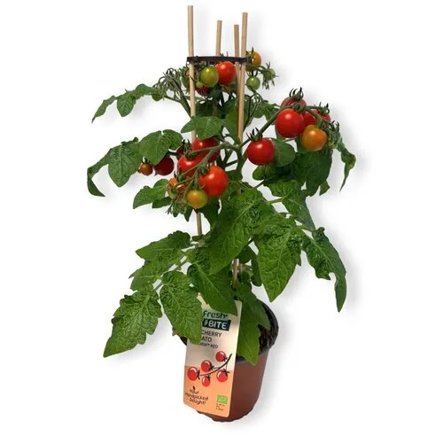Junai.nl Fresh Bite kerstomaatplant Gloria Red | 50 cm hoog | 15 cm pot