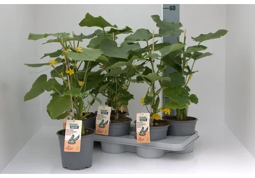 Junai.nl BIO Mini komkommer plant | 50 cm hoog | 15 cm pot