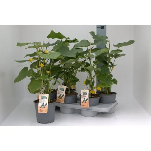 Junai.nl BIO Mini komkommer plant | 50 cm hoog | 15 cm pot