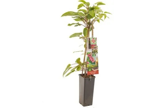 Junai.nl Rode minikiwi | kiwiplant | Actinidia arguta Ken's Red | 70 cm hoog | 17 cm pot