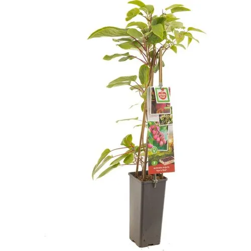 Junai.nl Rode minikiwi | kiwiplant | Actinidia arguta Ken's Red | 70 cm hoog | 17 cm pot