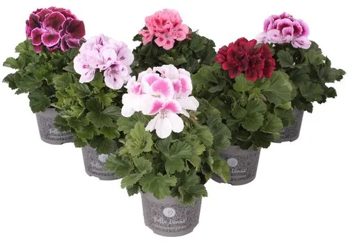 Junai.nl Pelargonium grandiflorum | Franse geraniums diverse kleuren | verkoop per stuk