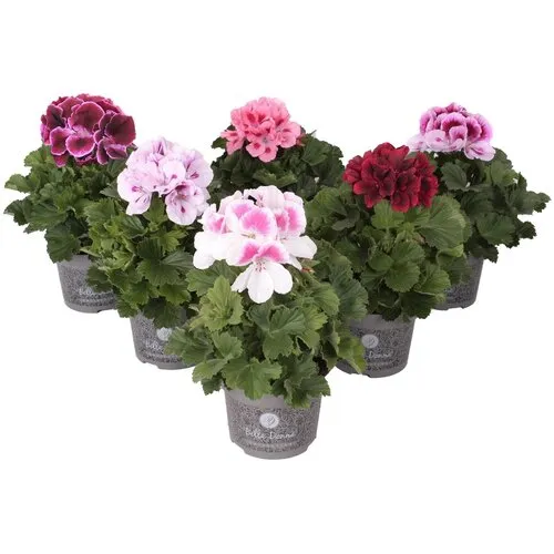 Junai.nl Pelargonium grandiflorum | Franse geraniums diverse kleuren | verkoop per stuk