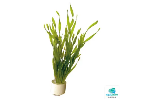 Aquafleur Vallisneria Torta | Kleine Schroefvallisneria | in Terracotta Ring