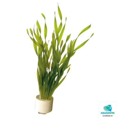 Aquafleur Vallisneria Torta | Kleine Schroefvallisneria | in Terracotta Ring