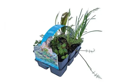 Moerings Eetbare planten | In sixpack