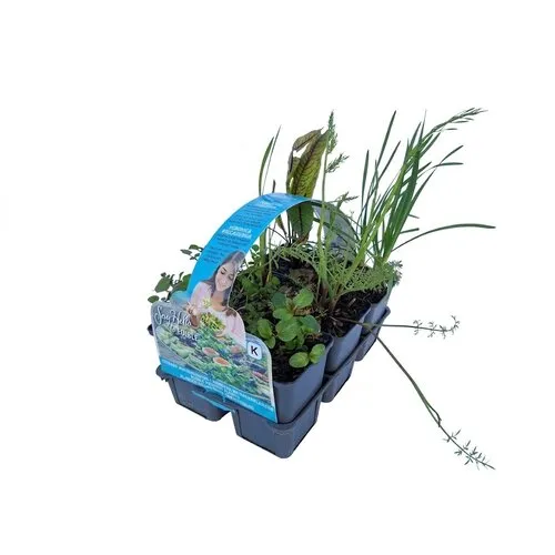 Moerings Eetbare planten | In sixpack