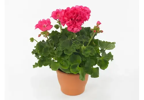 Junai.nl Pelargonium zonale 'Toscana Hanna' | 25 cm hoog | 10 cm pot