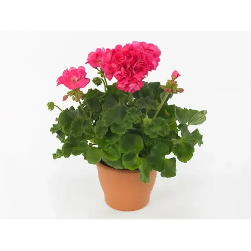 Junai.nl Pelargonium zonale 'Toscana Hanna' | 25 cm hoog | 10 cm pot