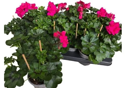 Junai.nl Pelargonium peltatum Pelfi Molina | ca. 25 cm hoog | 10 cm pot