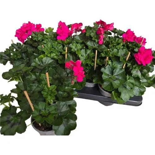Junai.nl Pelargonium peltatum Pelfi Molina | ca. 25 cm hoog | 10 cm pot