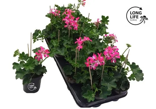 Junai.nl Pelargonium peltatum Balkon Roze | 15 cm hoog | 10 cm pot