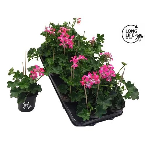 Junai.nl Pelargonium peltatum Balkon Roze | 15 cm hoog | 10 cm pot