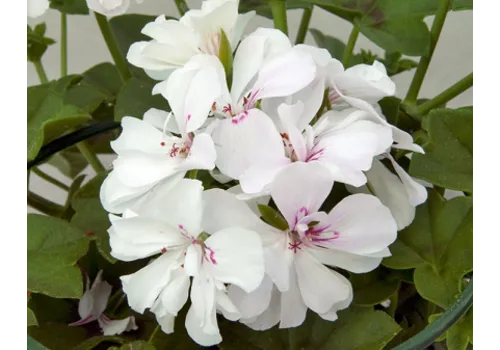 Junai.nl Pelargonium peltatum 'Royal White' | Hanggeranium wit | 15 cm hoog | 10 cm pot