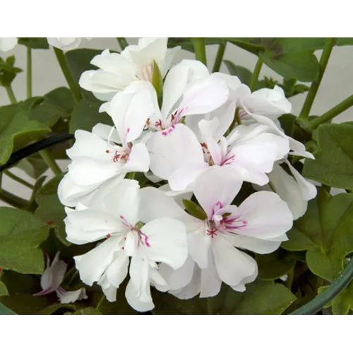 Junai.nl Pelargonium peltatum 'Royal White' | Hanggeranium wit | 15 cm hoog | 10 cm pot