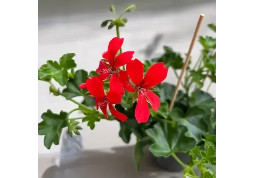 Junai.nl Pelargonium peltatum 'Balkon Rood' | 10 cm pot | 15 cm hoog
