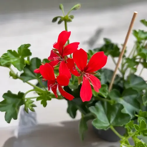 Junai.nl Pelargonium peltatum 'Balkon Rood' | 10 cm pot | 15 cm hoog