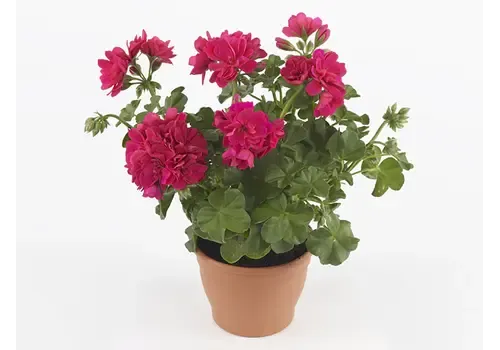 Junai.nl Pelargonium peltatum Royal Hot Pink | 10 cm pot | ca. 15 cm hoog