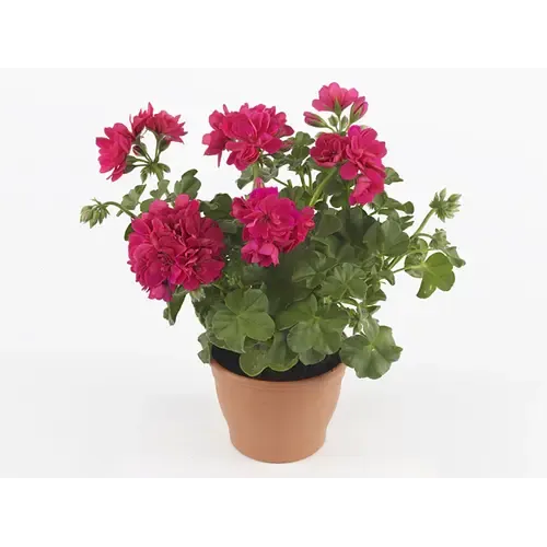 Junai.nl Pelargonium peltatum Royal Hot Pink | 10 cm pot | ca. 15 cm hoog