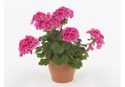 Junai.nl Pelargonium Castello Dark Red Eye | ca. 20 cm hoog | 10 cm pot