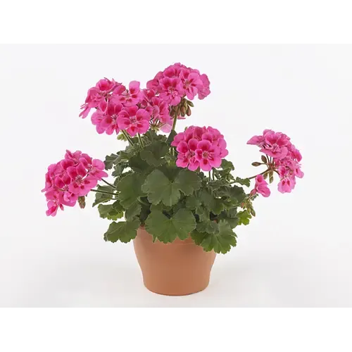 Junai.nl Pelargonium Castello Dark Red Eye | ca. 20 cm hoog | 10 cm pot