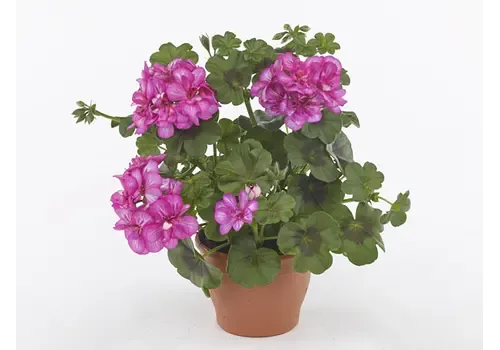 Junai.nl Pelargonium peltatum Royal Amethyst | 10 cm pot | ca. 15 cm hoog