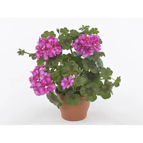 Junai.nl Pelargonium peltatum Royal Amethyst | 10 cm pot | ca. 15 cm hoog