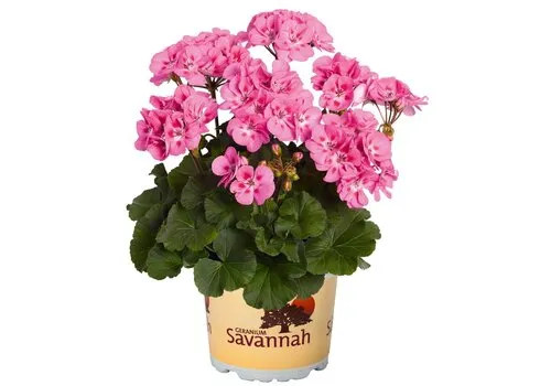 Junai.nl Pelargonium zonale 'Savannah Pink' | 10 cm pot | ca. 15 cm hoog