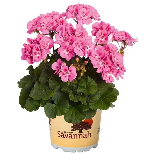 Junai.nl Pelargonium zonale 'Savannah Pink' | 10 cm pot | ca. 15 cm hoog