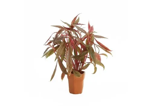 Moerings Alternanthera Rosaefolia | Rood Papegaaienblad | in Terracotta Pot