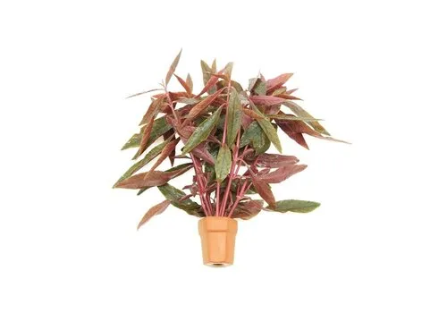 Moerings Alternanthera Sessilis | Koperkleurig papegaaienblad | in Terracotta Pot