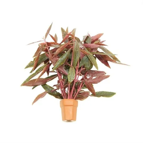 Moerings Alternanthera Sessilis | Koperkleurig papegaaienblad | in Terracotta Pot