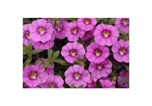 Junai.nl Calibrachoa Unique Hot Pink | 20 cm hoog | 10 cm pot