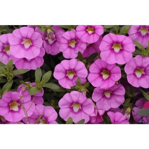 Junai.nl Calibrachoa Unique Hot Pink | 20 cm hoog | 10 cm pot