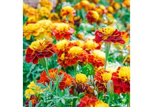 Junai.nl Tagetes afrikaantjes gemengde kleuren | 10 cm pot | ca. 10 cm | per stuk