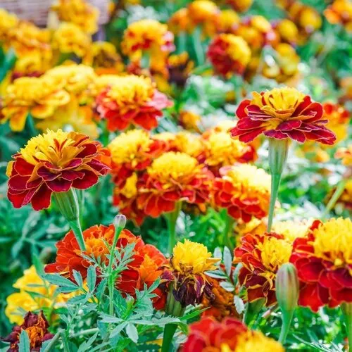 Junai.nl Tagetes afrikaantjes gemengde kleuren | 10 cm pot | ca. 10 cm | per stuk