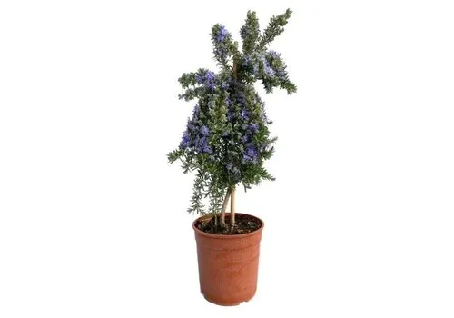 Junai.nl Rozemarijn Prostratus op stam | 45 cm hoog | 14 cm pot
