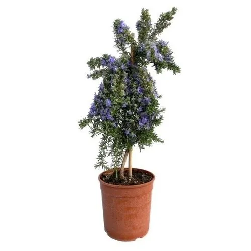 Junai.nl Rozemarijn Prostratus op stam | 45 cm hoog | 14 cm pot