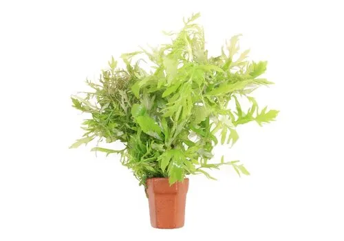 Moerings Hygrophila Difformis | Vaantjesplant | in Terracotta Pot