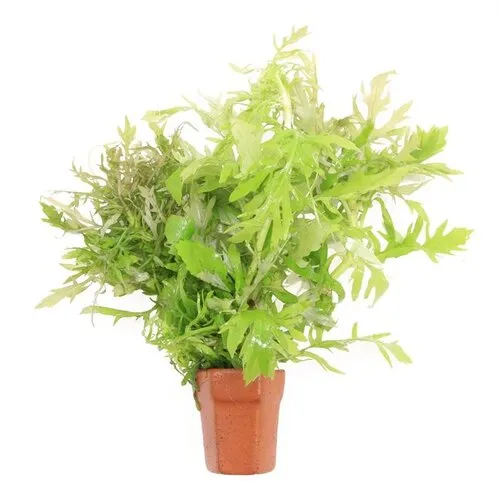 Moerings Hygrophila Difformis | Vaantjesplant | in Terracotta Pot