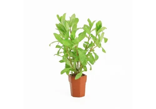 Moerings Hygrophila Polysperma | Belgisch groen | In Terracotta Pot