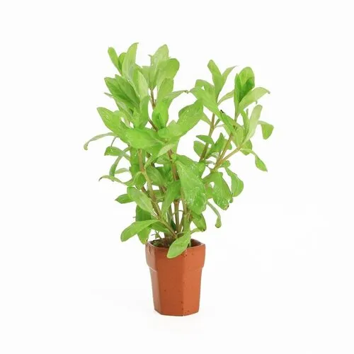 Moerings Hygrophila Polysperma | Belgisch groen | In Terracotta Pot