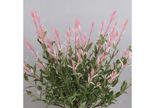 Junai.nl Salix Flamingo | 45 cm hoog | 12 cm pot