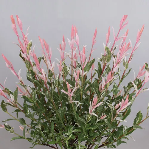 Junai.nl Salix Flamingo | 45 cm hoog | 12 cm pot