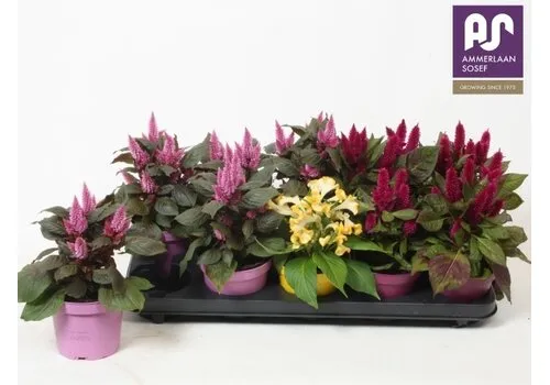 Junai.nl Celosia argentea mix | 25 cm hoog | 12 cm pot | verkoop per stuk