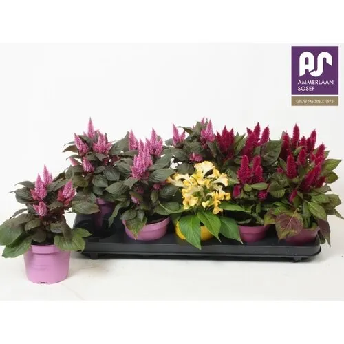 Junai.nl Celosia argentea mix | 25 cm hoog | 12 cm pot | verkoop per stuk